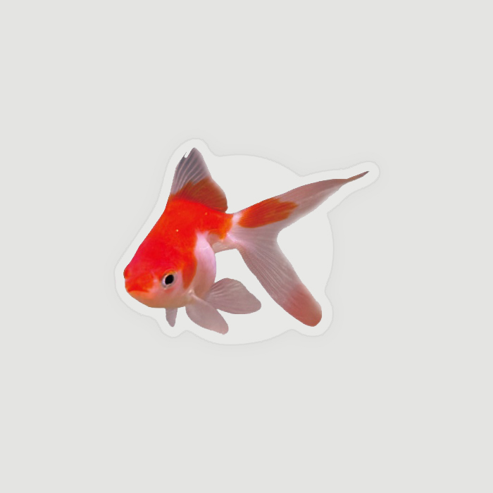 [rincomma made] goldfish smart-tok